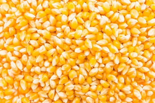 Maize Cattle