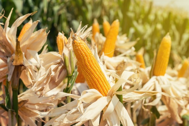 Maize Cattle