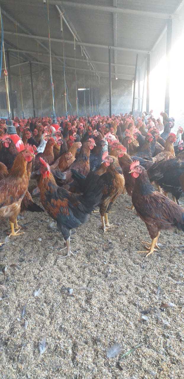 Pure Chicken - Breed: Desi