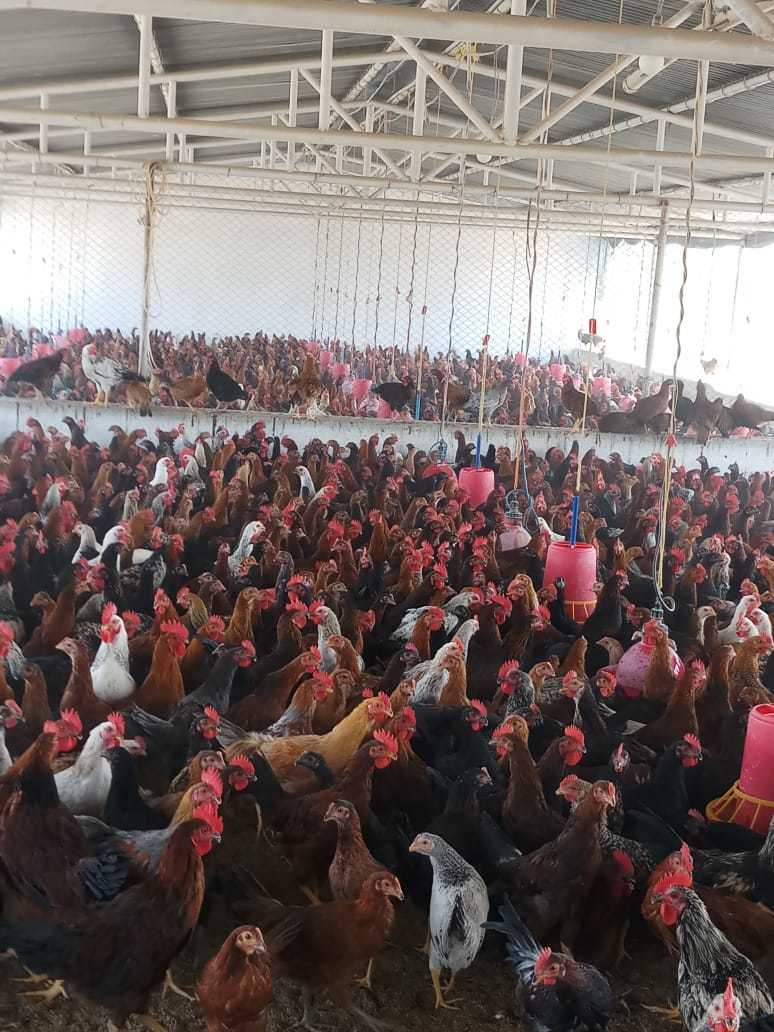 Pure Chicken - Breed: Desi