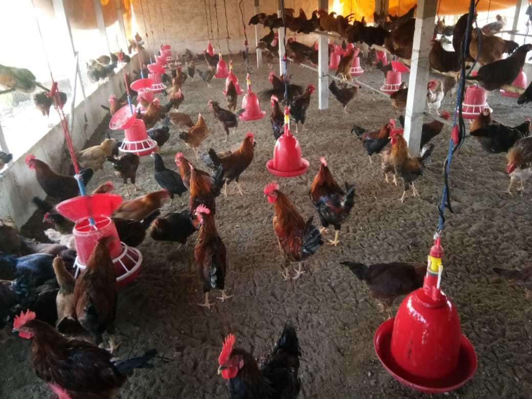 Poultry Hen - Breed: Desi