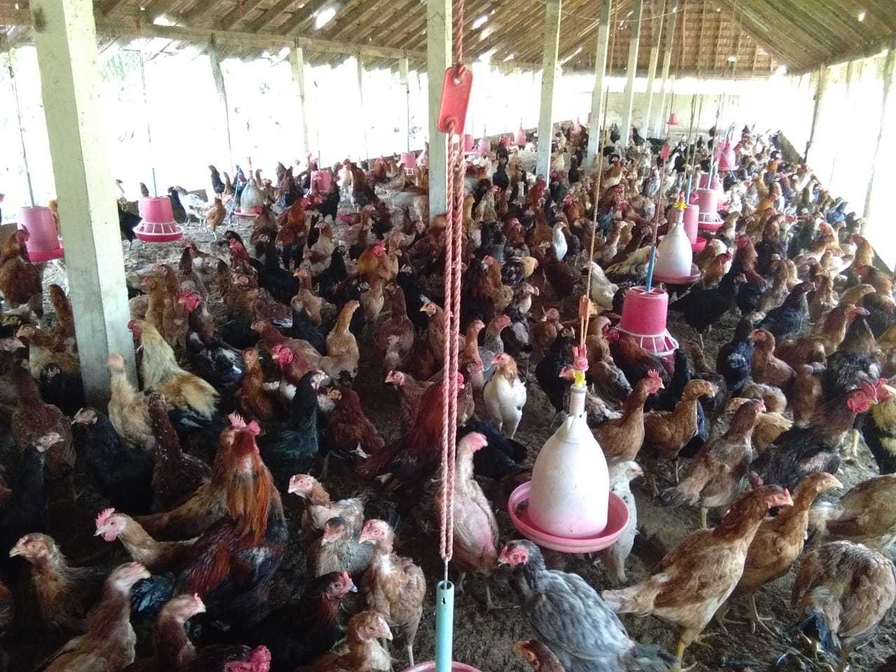 Poultry Hen - Breed: Desi