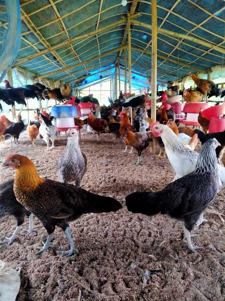 Poultry Hen - Breed: Desi