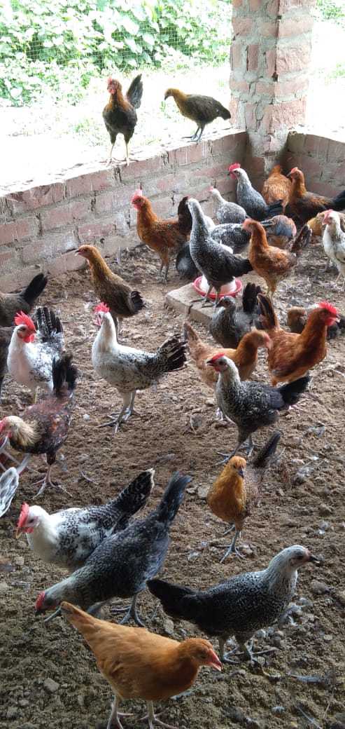 Poultry Hen - Breed: Desi