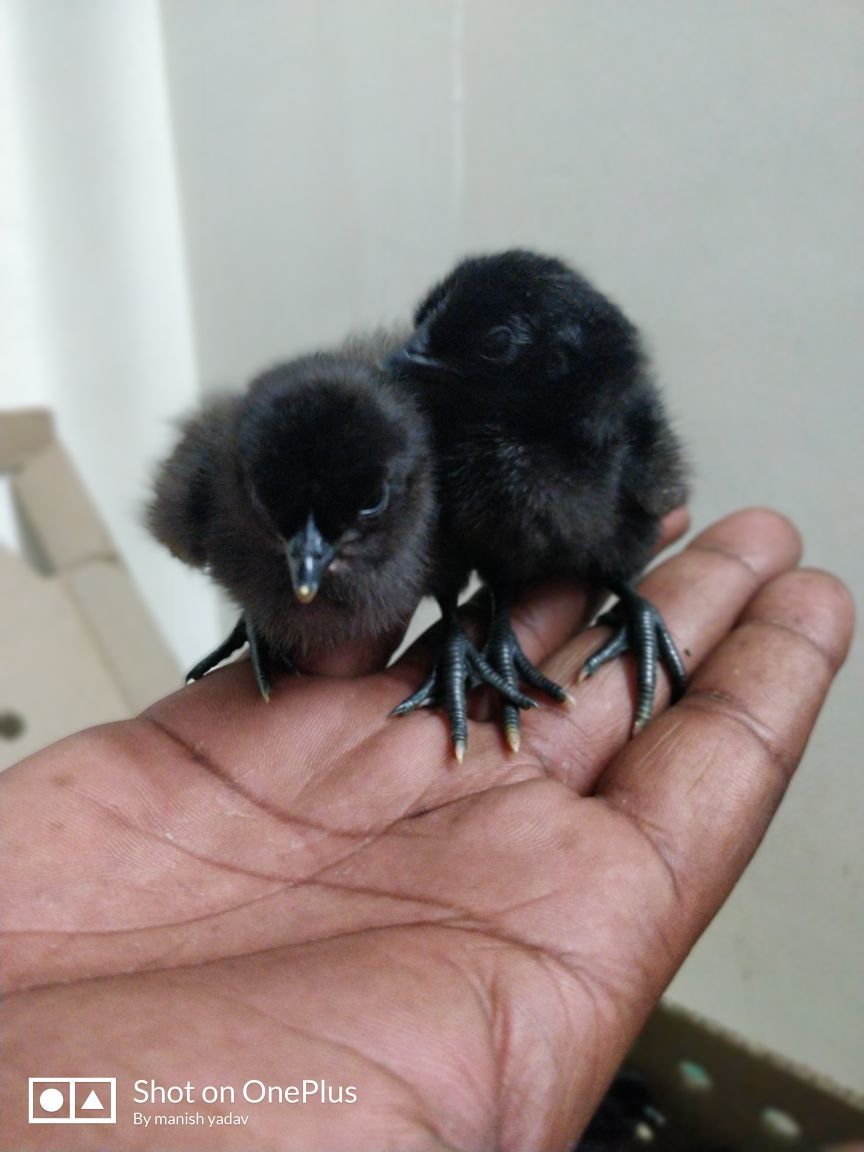 Kadaknath Chicken - 1 Month Age, Multicolor | High Protein And Calcium Source, Health Benefits