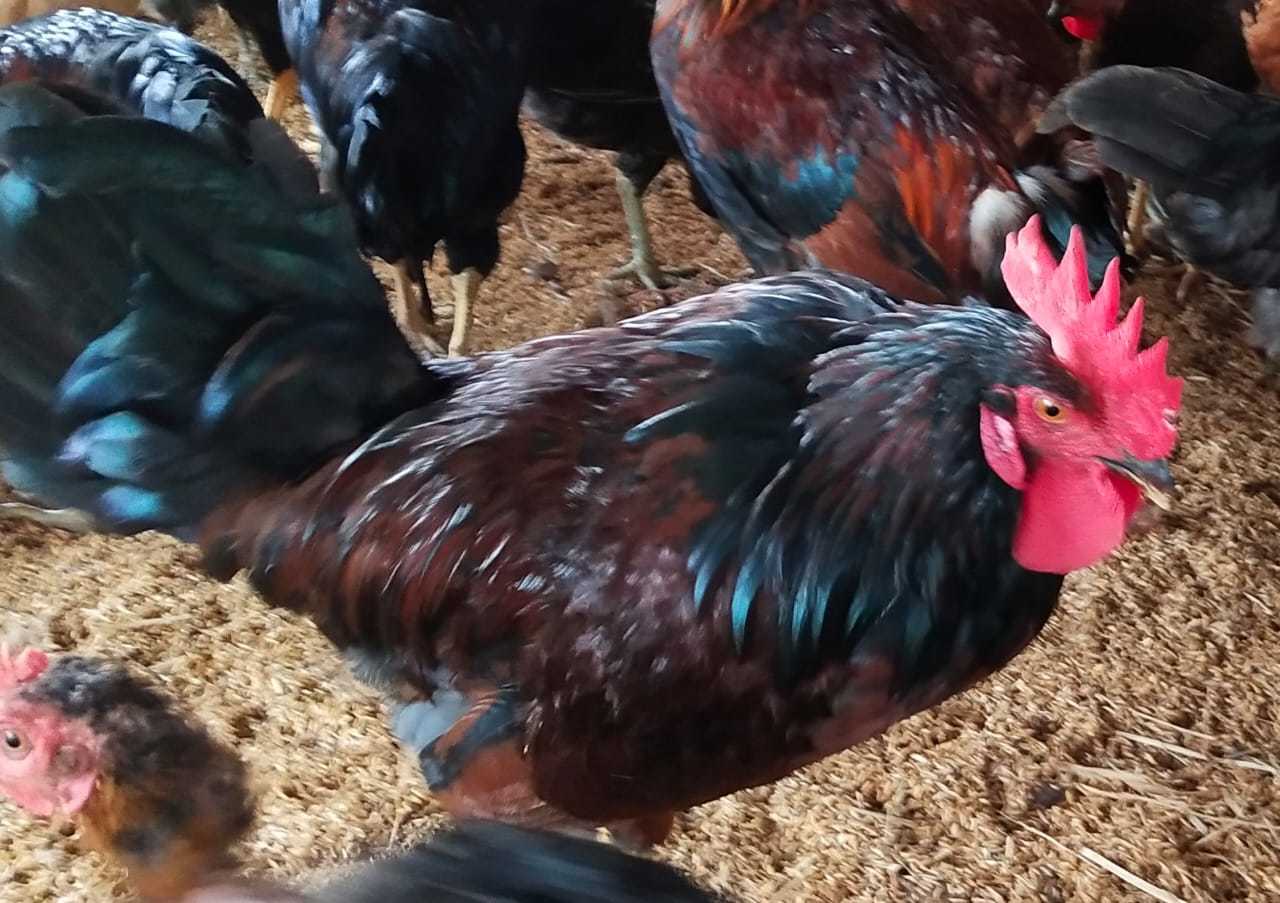 Multicolor Desi Chicken