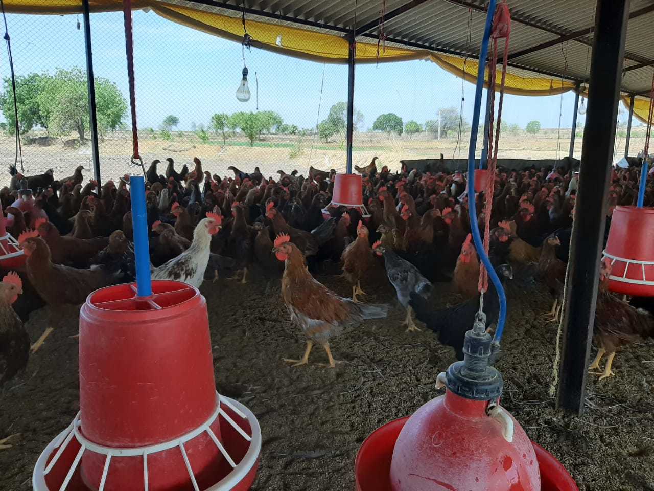 Multicolor Desi Chicken