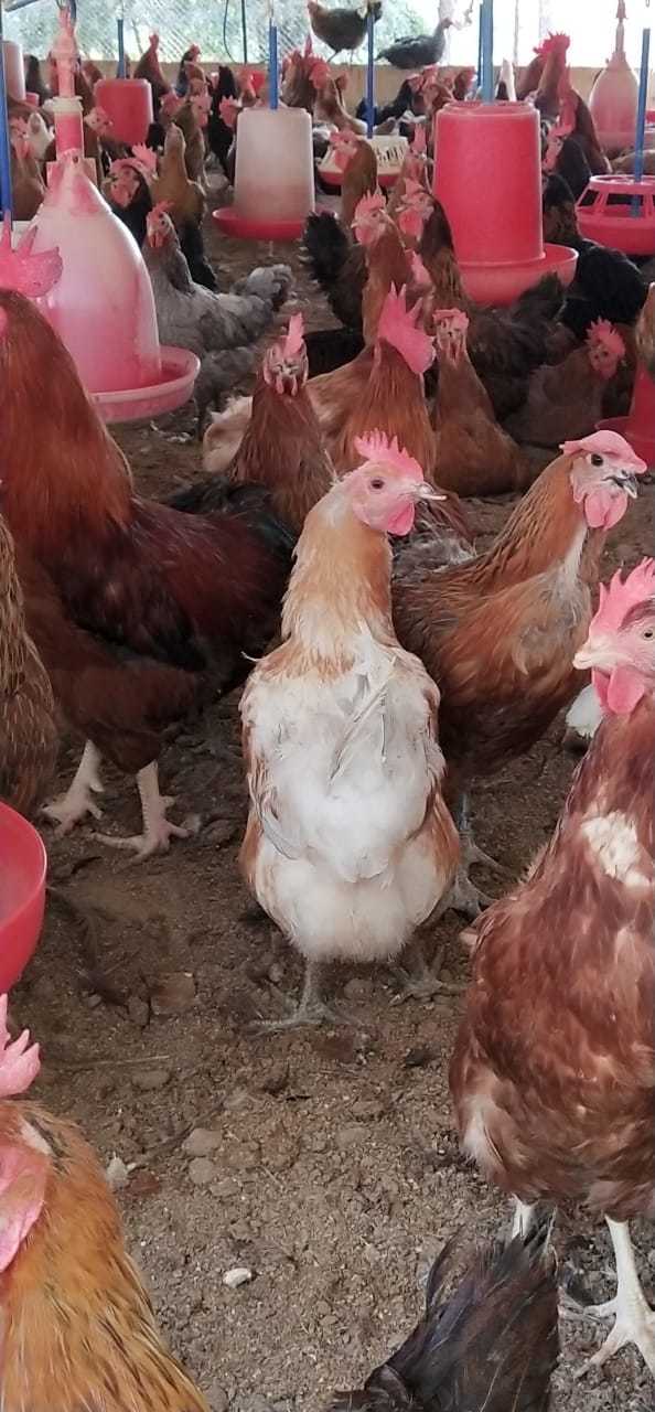 Multicolor Desi Chicken