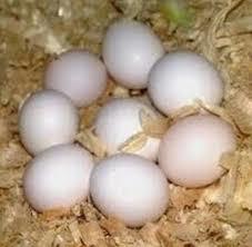 Fertile Parrot Eggs - Hatching Eggs, Organic Fresh Quality | 1 Kilogram Size, 2-Year Shelf Life, DNA Tested, 1:1 Hatch Ratio