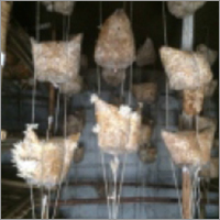 Medical Mushroom Culture Lab