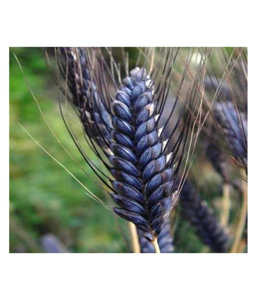 Organic Black Wheat - Moisture 10% | 100% Purity, Dried Variety With Long Grain Size, Rich Anthocyanins For Daily Nutrient Intake