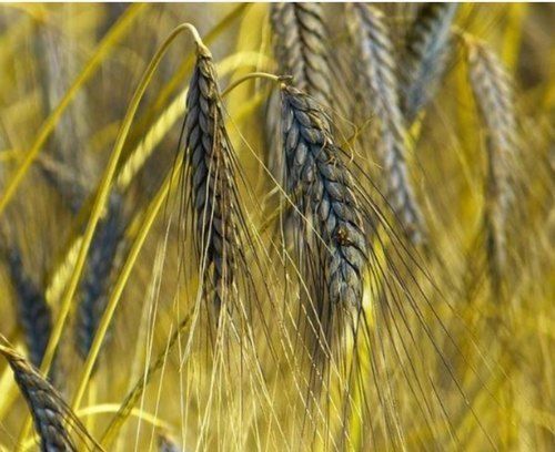 Organic Black Wheat - Moisture 10% | 100% Purity, Dried Variety With Long Grain Size, Rich Anthocyanins For Daily Nutrient Intake