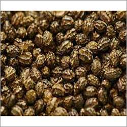 Papaya Seeds - Cultivation Type: Organic