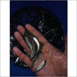 Snak Head Fish Seed - 1-2 Inch Dimension | Low-calorie, Zinc-rich Nutrient Source For Healthy Metabolism