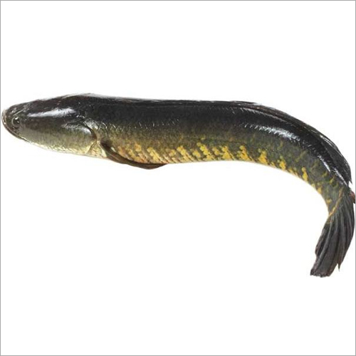 Snak Head Fish Seed - 1-2 Inch Dimension | Low-calorie, Zinc-rich Nutrient Source For Healthy Metabolism