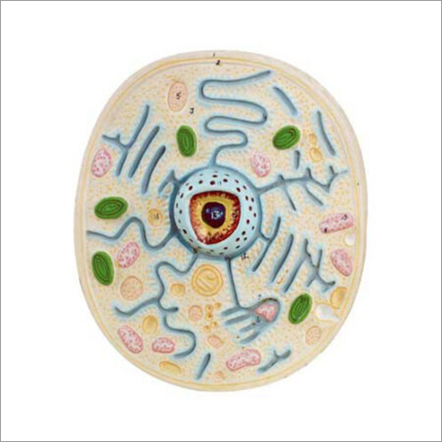 Typical Plant Cell
