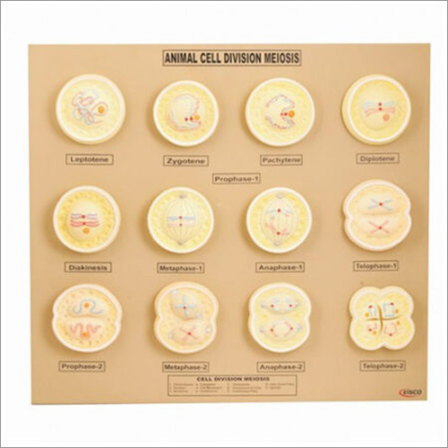 Animal Cell Division Mitosis Zoology Model