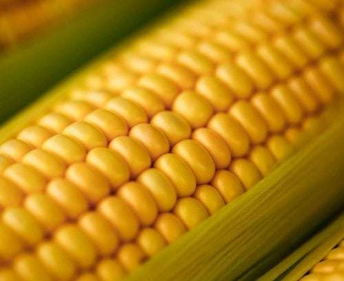 Sweet Corn Age Group: Suitable For All