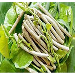 रॉ गिलोय