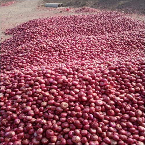 Fresh Onion Moisture (%): 98 -100%