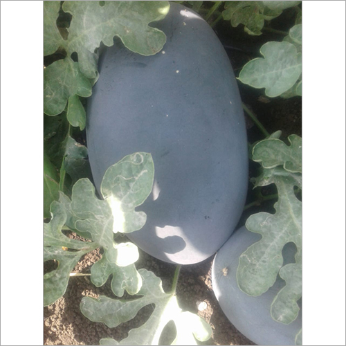 Fresh Watermelon - Large Size (5-10 kg) , Thick Dark Green Rind, Crisp Red Flesh, Oval Shape