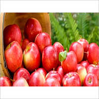 कॉमन रिच रेड एप्पल