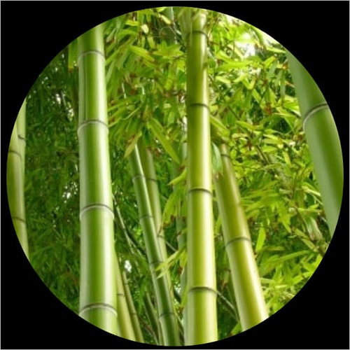 Bamboo Products