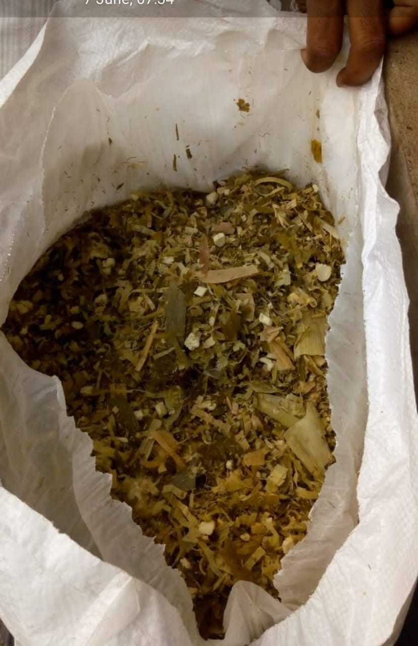 Corn Silage - A1 Grade Nutrition Feed | Boosts Milk Production, Improves Fat And Snf Levels, Enhances Digestion And Immunity For Meaty Goats And Sheep