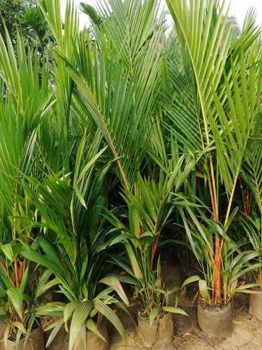 Red Coconut Palm Tree - Height 1.5-2 Meters, Trunk Diameter 5-8 cm, Leaf Length 1-2 Meters, Green Color | Fast Growth Rate 1-2 Meters Per Year, Best for Monsoon Season