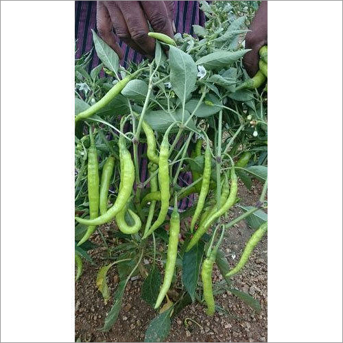 Pavani  Hybrid Chilli Seeds - Cultivation Type: Open Field