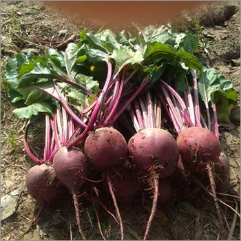 Red-king 197 Hybrid F1 Beetroot Seeds