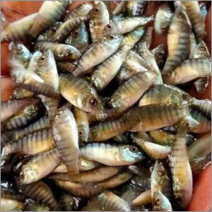 Alive Monosex Tilapia Fish Seed