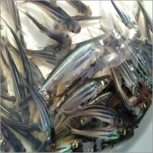 Alive Rup Chanda Fish Seed
