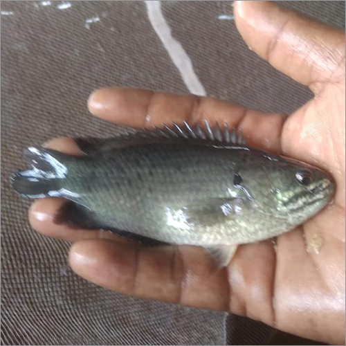 Alive Farming Fish Seed