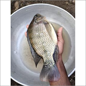 Alive Farming Fish Seed