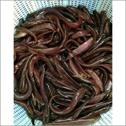 Alive Farming Fish Seed