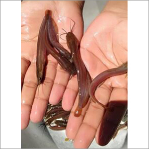 Alive Farming Fish Seed
