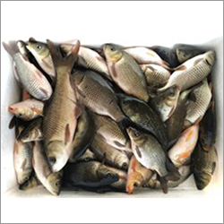 Alive Farming Fish Seed