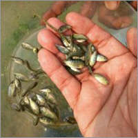 Alive Farming Fish Seed