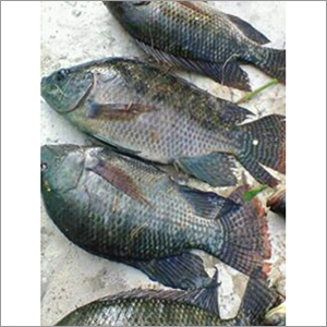 Alive Farming Fish Seed