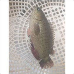 Alive Farming Fish Seed