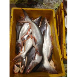 Alive Farming Fish Seed