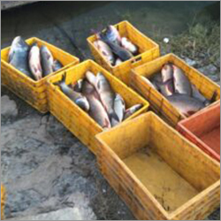 Alive Farming Fish Seed