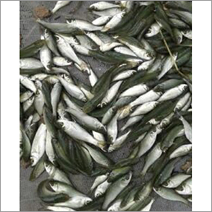 Alive Farming Fish Seed