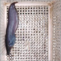 Alive Farming Fish Seed