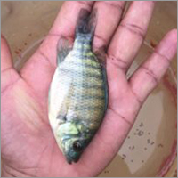 Alive Farming Fish Seed