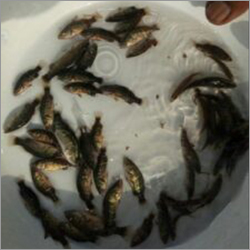 Alive Farming Fish Seed