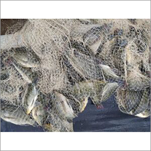 Alive Farming Fish Seed