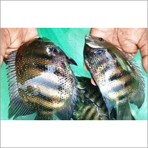 Alive Farming Fish Seed