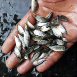 Alive Farming Fish Seed